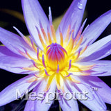 100 Seeds Per Pack - 20 Colors Lily Seeds By Mesprout