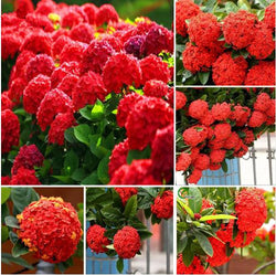 20 Seeds Per Pack Hydrangea Flower Seeds - 5 Colors Available